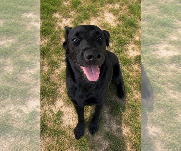 Medium Photo #1 Labrador Retriever-Unknown Mix Puppy For Sale in Thomasville, NC, USA