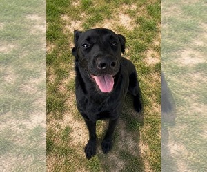 Labrador Retriever-Unknown Mix Dogs for adoption in Thomasville, NC, USA