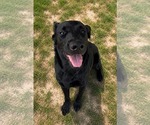 Small Labrador Retriever Mix