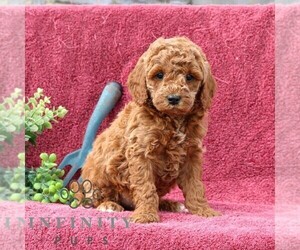 Goldendoodle (Miniature) Puppy for sale in EPHRATA, PA, USA