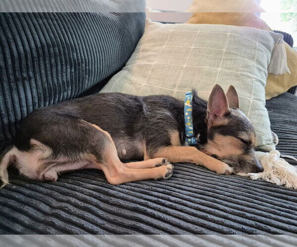 Medium Photo #3 Chihuahua-Unknown Mix Puppy For Sale in Springdale, PA, USA