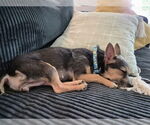 Small #2 Chihuahua Mix