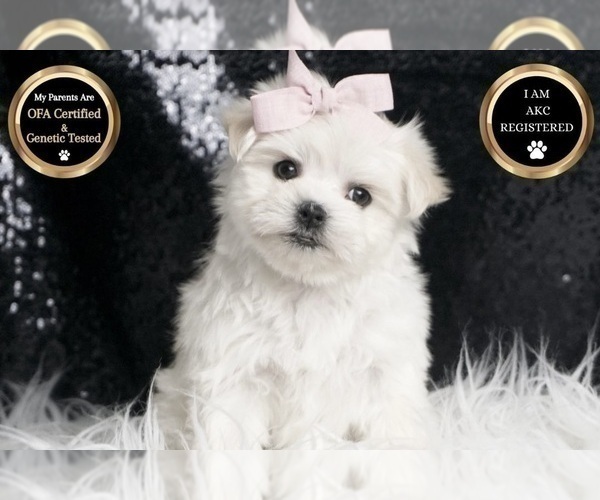 Medium Photo #7 Maltese Puppy For Sale in WARSAW, IN, USA