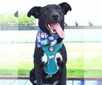 Small #3 Labrador Retriever Mix