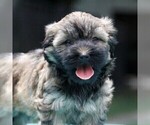 Small Photo #3 -Havanese Mix Puppy For Sale in DANVILLE, PA, USA