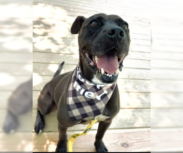 Medium Photo #3 American Staffordshire Terrier-Unknown Mix Puppy For Sale in Decatur, GA, USA