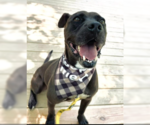 Small #2 American Staffordshire Terrier Mix
