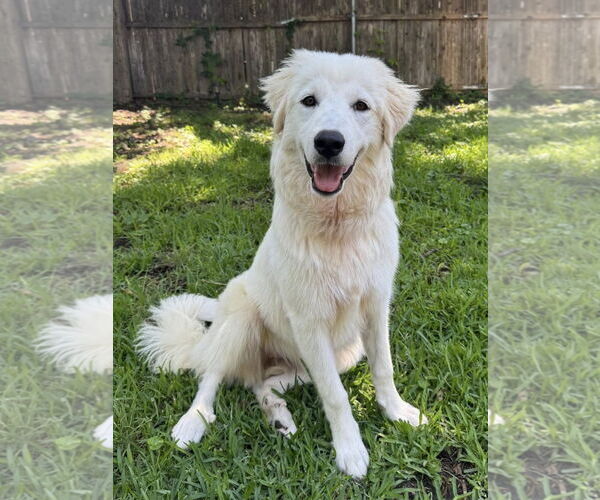 Medium Photo #2 Great Pyrenees Puppy For Sale in Dallas, TX, USA