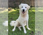 Small #1 Great Pyrenees