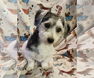 Havanese Puppy for sale in WINSTON SALEM, NC, USA