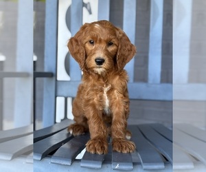 Goldendoodle Puppy for sale in FRANKLIN, IN, USA