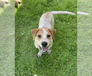 Mutt Dogs for adoption in Garden City, NY, USA