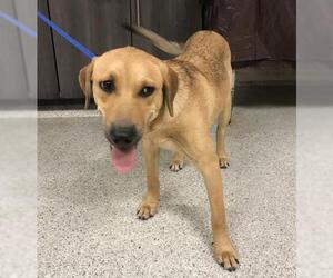 Labrador Retriever-Unknown Mix Dogs for adoption in Conroe, TX, USA