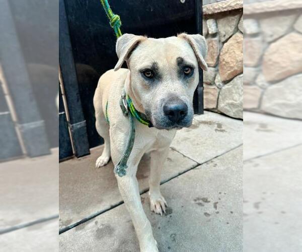 Medium Photo #2 American Pit Bull Terrier-Unknown Mix Puppy For Sale in Sacramento, CA, USA