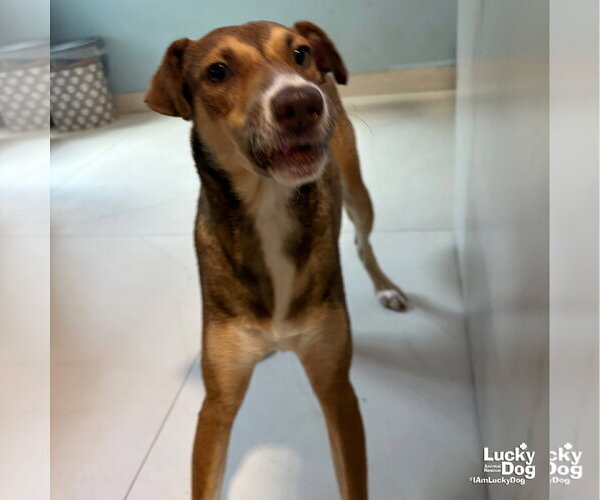 Medium Photo #3 Retriever -Unknown Mix Puppy For Sale in Washington, DC, USA