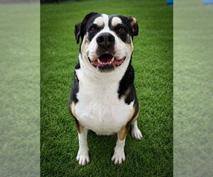 Labrador Retriever-Unknown Mix Dogs for adoption in Tavares, FL, USA
