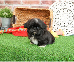 Small #3 Shih Tzu