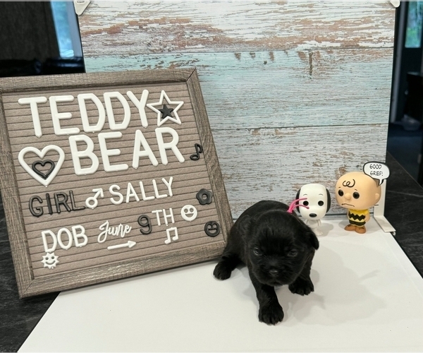 Medium Photo #39 Zuchon Puppy For Sale in NEW YORK MILLS, MN, USA