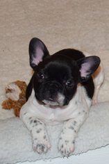French Bulldog Puppy for sale in BAD AXE, MI, USA