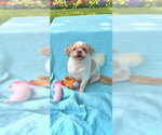 Small #1 Shih Tzu