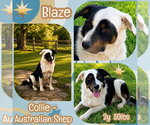 Small Photo #3 Border Collie Puppy For Sale in Dallas, TX, USA