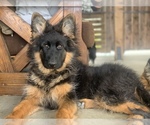 Puppy 19 WEEK OLD German Shepherd Dog