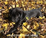 Small Photo #1 Boxador Puppy For Sale in NAPPANEE, IN, USA