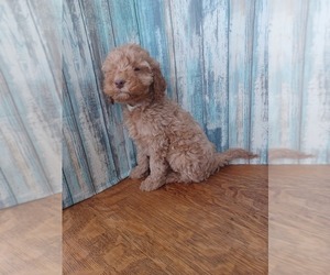 Medium Goldendoodle (Miniature)