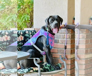 Mutt Dogs for adoption in Goodyear, AZ, USA