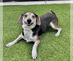Small #2 Beagle