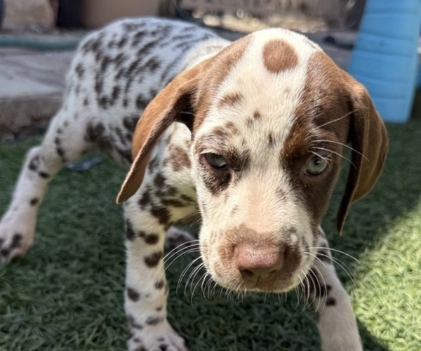 Medium Photo #15 Dalmatian Puppy For Sale in LA PUENTE, CA, USA