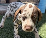 Small #1 Dalmatian
