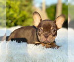 Small Photo #9 French Bulldog Puppy For Sale in HILLSBORO BCH, FL, USA
