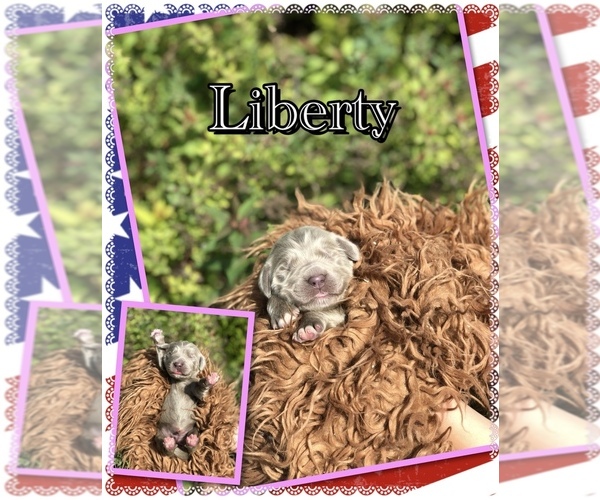 Medium Photo #8 Newfoundland Puppy For Sale in PAYETTE, ID, USA