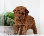 Small #2 Goldendoodle (Miniature)