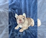 Small #2 French Bulldog