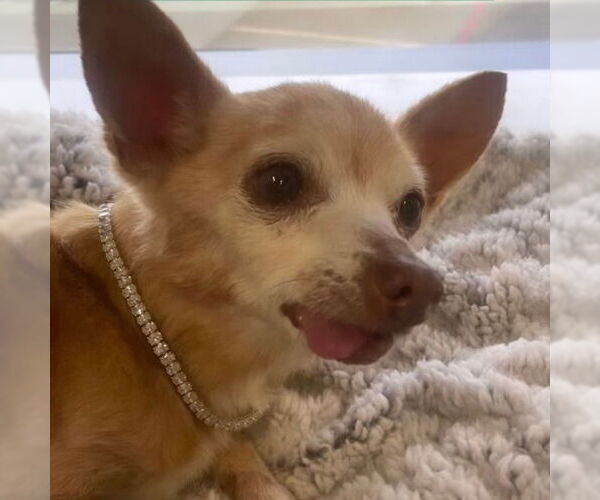 Medium Photo #2 Chihuahua Puppy For Sale in Denton, TX, USA