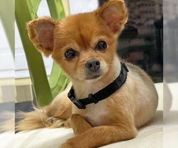 Medium Photo #9 Pomeranian-Unknown Mix Puppy For Sale in Arlington, VA, USA