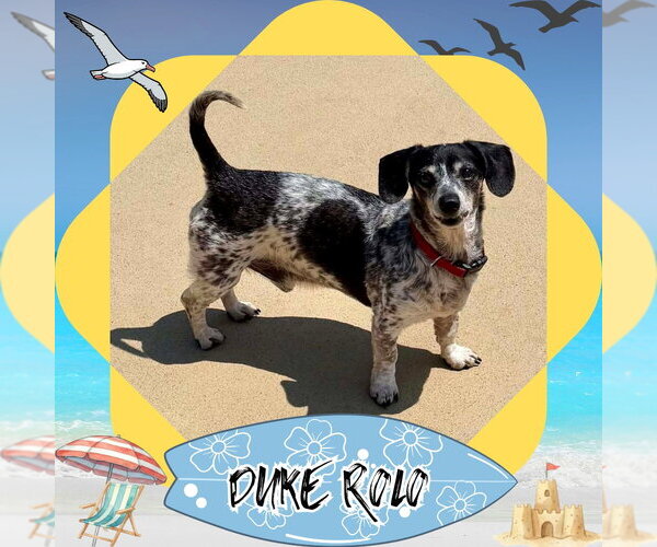 Medium Photo #4 Dachshund Puppy For Sale in San Antonio, TX, USA