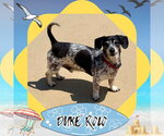 Small #3 Dachshund