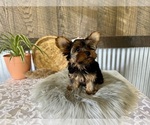 Small #5 Yorkshire Terrier