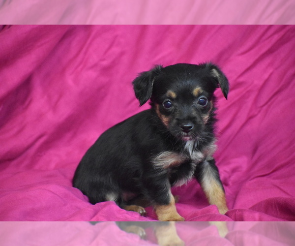 Medium Photo #3 Yorkipoo Puppy For Sale in ELDORADO, OH, USA