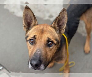German Shepherd Dog-Unknown Mix Dogs for adoption in Tulsa, OK, USA