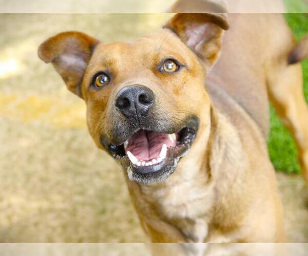 Medium Photo #1 Black Mouth Cur-Unknown Mix Puppy For Sale in Tallahassee, FL, USA