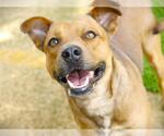 Small Black Mouth Cur Mix