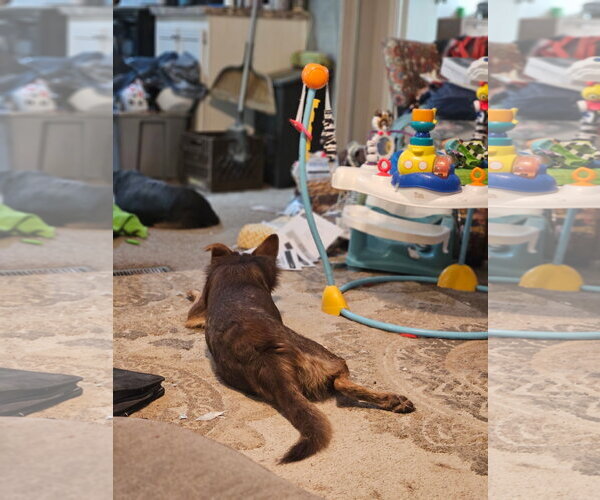 Medium Photo #5 Australian Kelpie-Unknown Mix Puppy For Sale in Wakefield, RI, USA