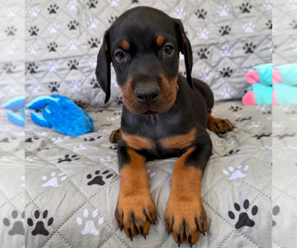 Medium Photo #2 Doberman Pinscher Puppy For Sale in LAKELAND, FL, USA