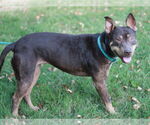 Small #6 Bull Terrier-Doberman Pinscher Mix