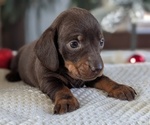 Small #9 Dachshund
