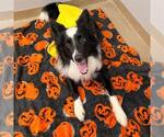 BRIXBY - Male Border Collie Dog for Adoption - Small photo